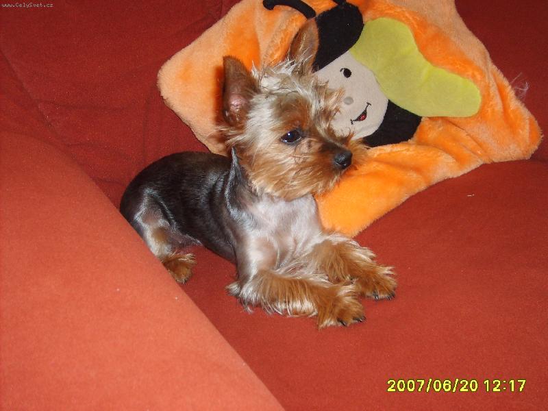 Foto: Jennynka-Jennynka po ost�ih�n�