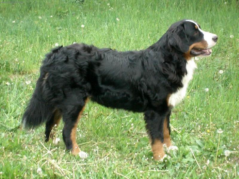 Foto: Iris P�seck� hory-17 m�s��n� fena