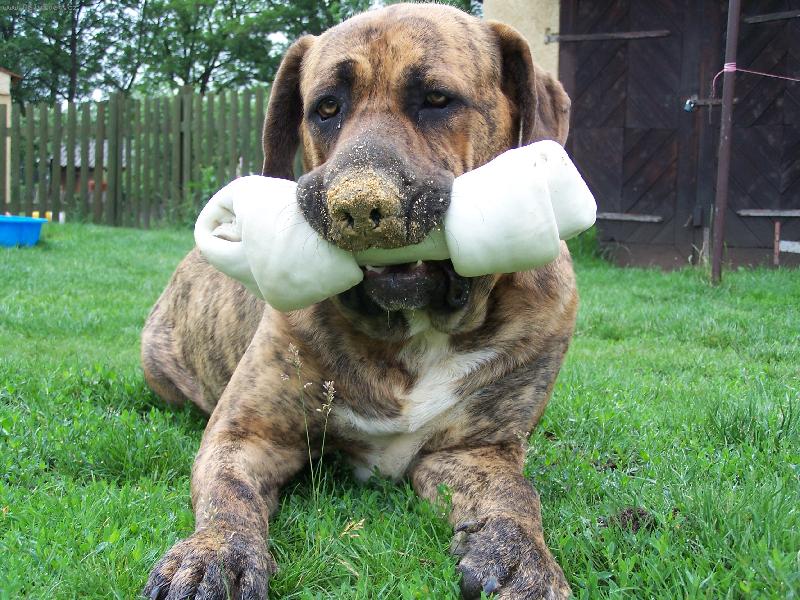 Foto: FIDEL-s kosti�kou