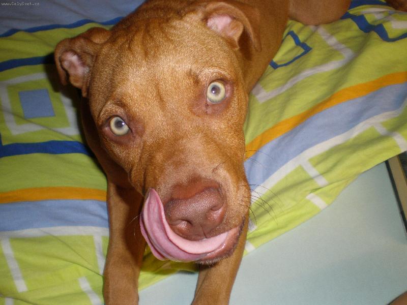 Foto: Sherry-to m�m dlouh� jazyk,co?