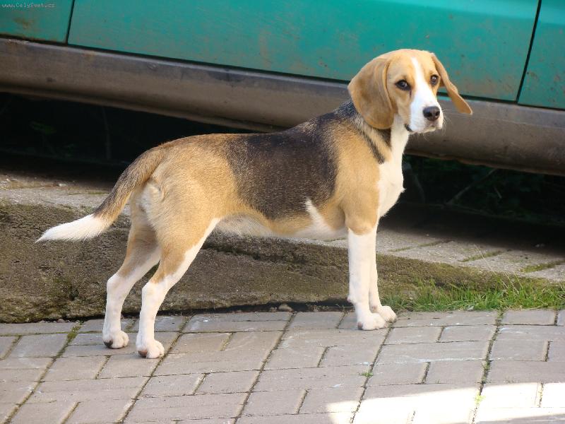 Foto: Modelka Bambule