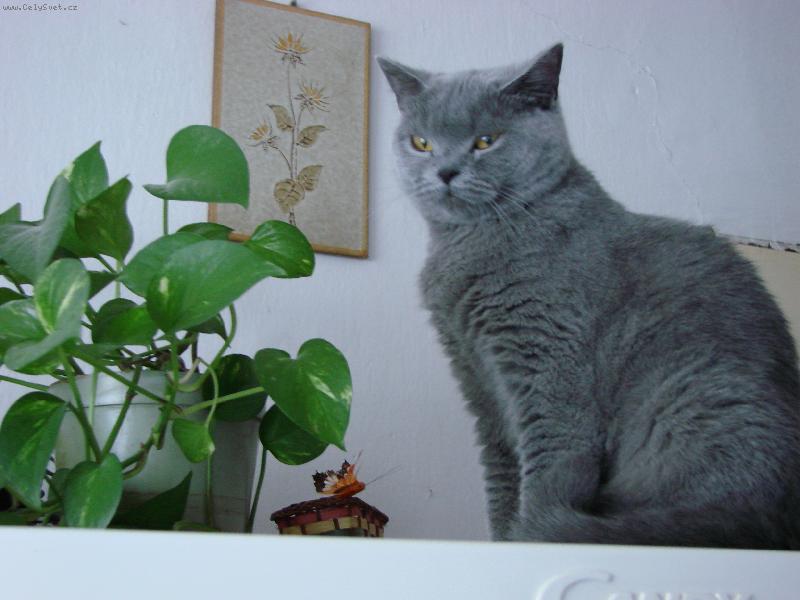 Foto: Kerinka-Moc velk� d�ma,ale hodn�.