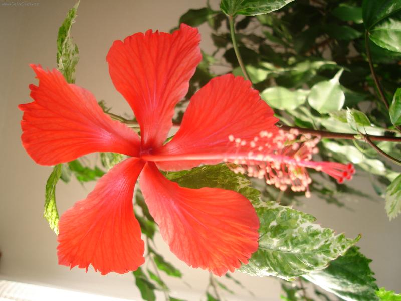 Foto: ibi�ek - ��han� list