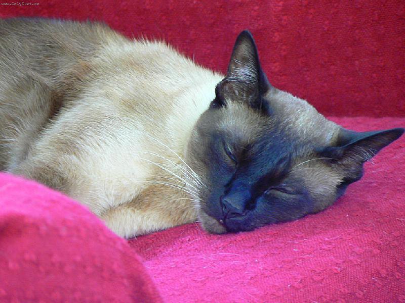 Foto: SIAMSK� KOCOUR-SPINK�ME !!!