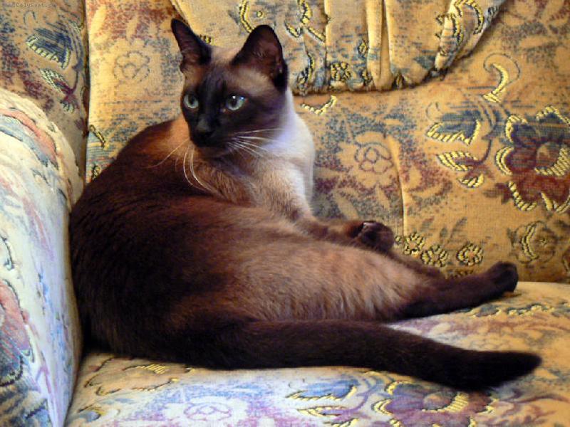 Foto: SIAMSK� KOCOUR-pohoda