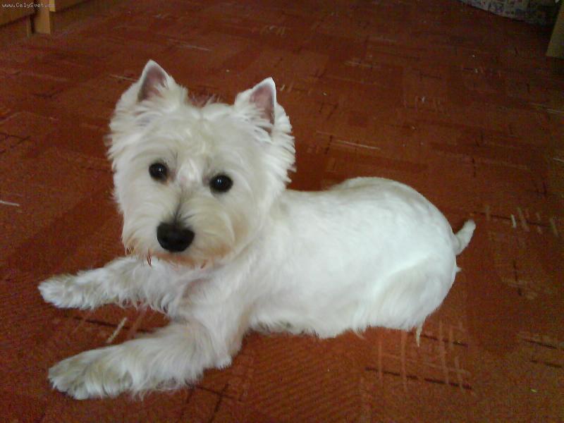 Foto: Po st��h�n�