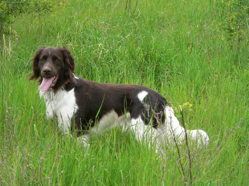 Foto: Na louce-Cir z B�l� Tel�e