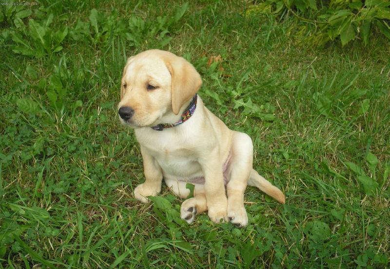 Foto: Moje labradorka-Brita