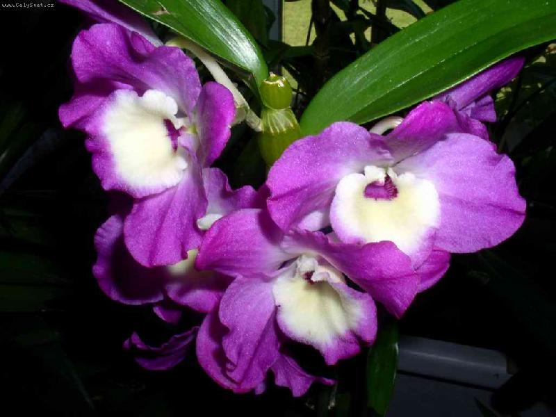 Foto: Dendrobium - Hybrid