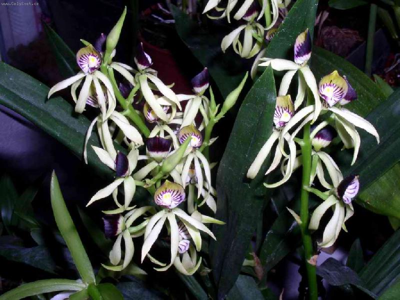 Foto: Encyclia Green Hornet