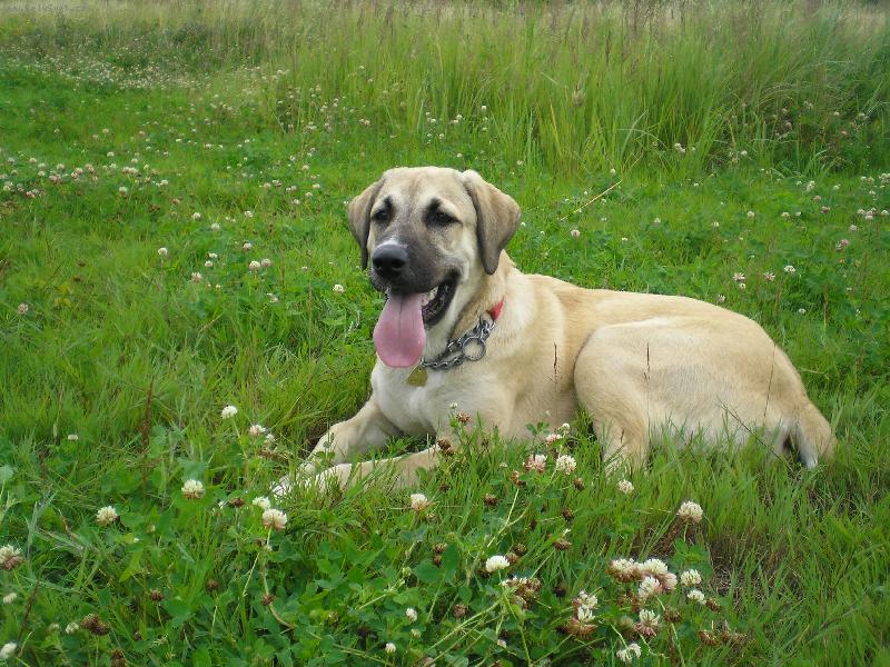 Foto: Bessy, 6 m�s�c�