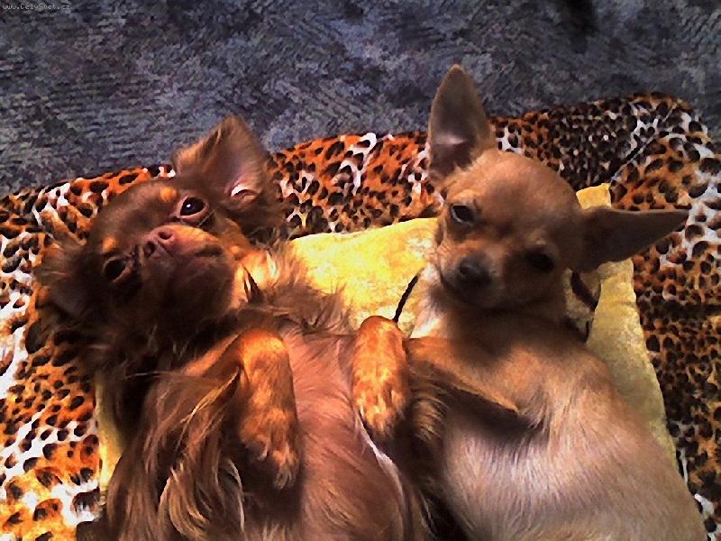 Foto: nevi��tka :-)-Megi a Nat�lka