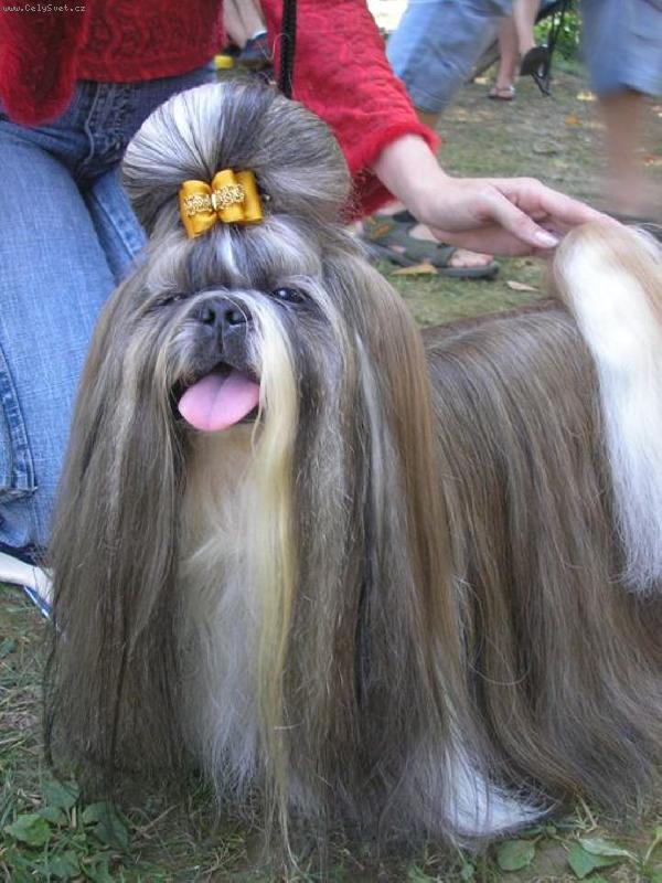 Foto: CH. Jeron Atrei