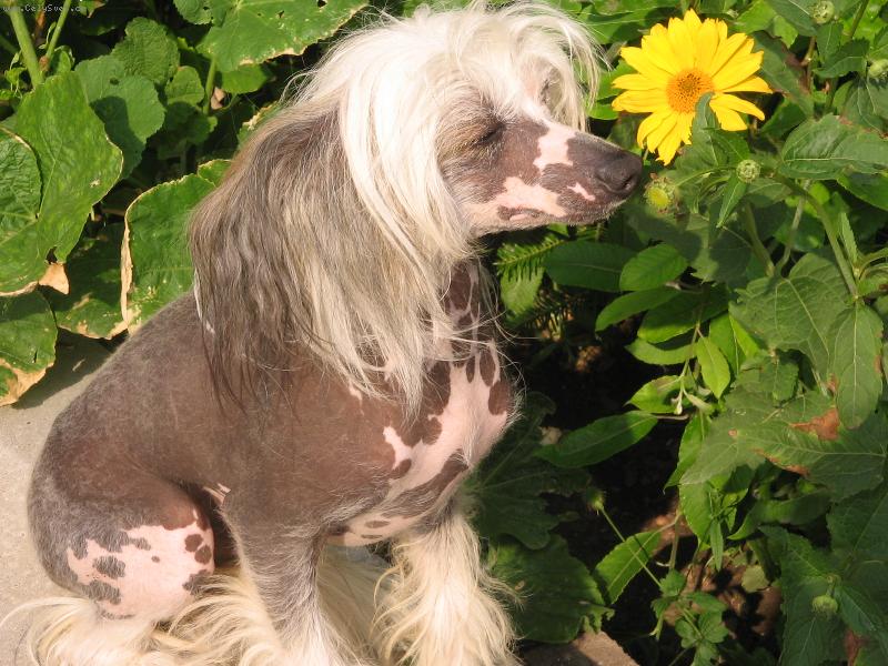 Foto: Hitchcock Ankadi-Na zahr�dce