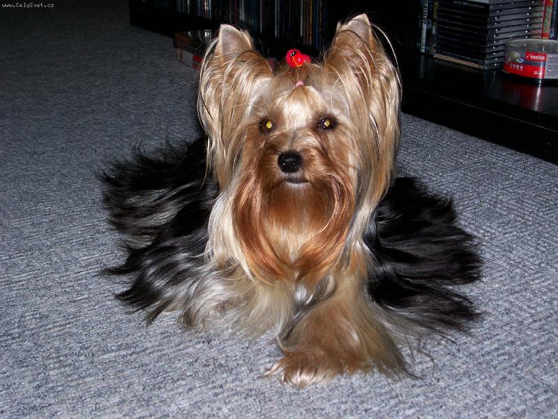 Foto: Besy-www.jork-bessy.estranky.cz