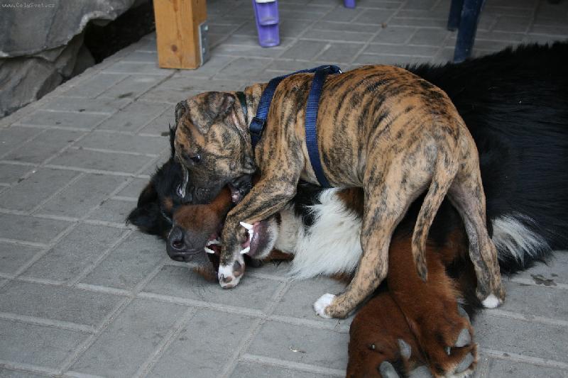 Foto: Bass-A stejn� t� p�eperu