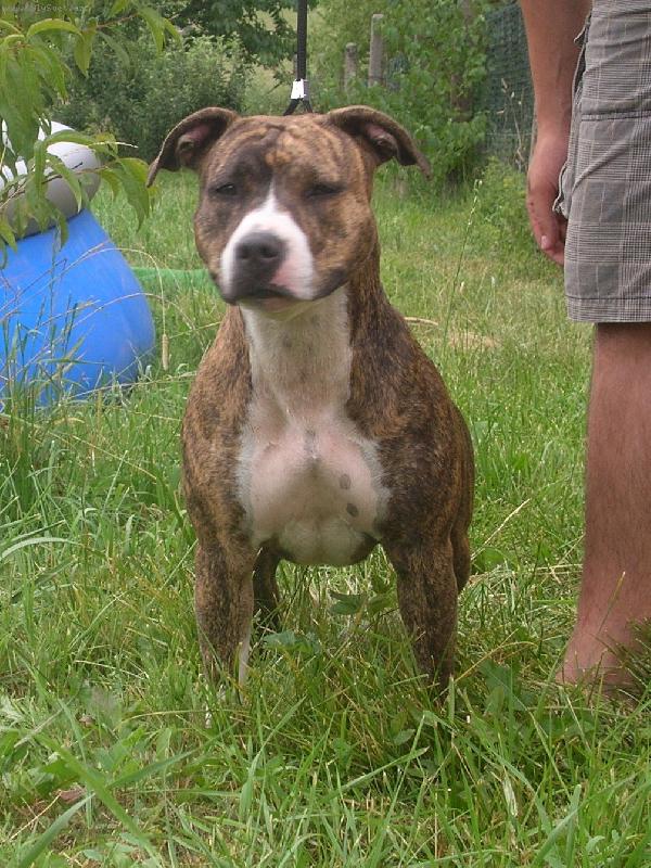 Foto: BRANDY DE LA GRIFFE DU DRAGON-BRANDY DE LA GRIFFE DU DRAGON