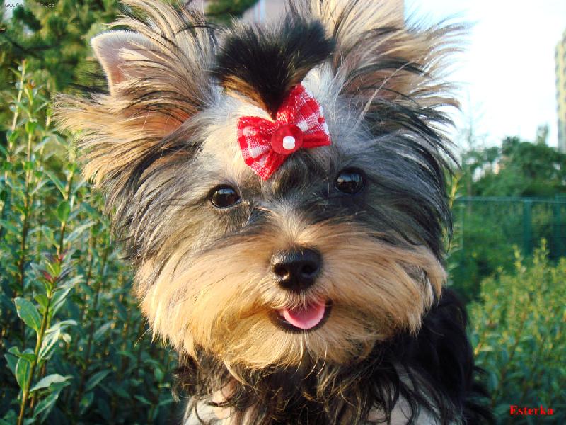 Foto: Esterka-Esterka (4 m�s�ce) venku na proch�zce, je�t� se v�emu divi...