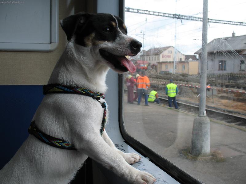 Foto: Joy�k-Cestuji vlakem do Prahy :o)
