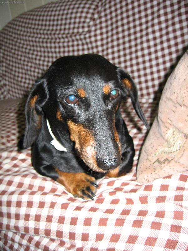 Foto: �apka na gau�i