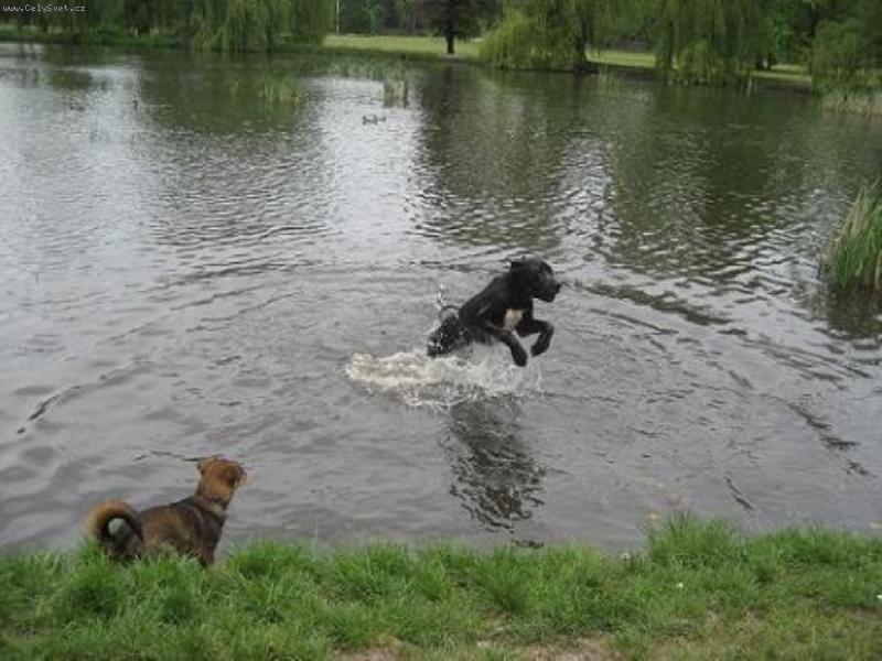 Foto: hop a je tu lidoop-Arthur v ka��ku