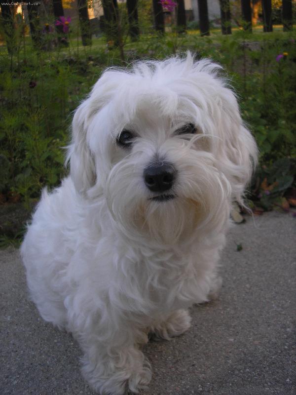 Foto: M�j mil��ek-:-*