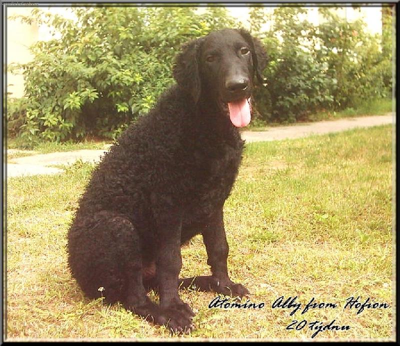 Foto: Atom�no Alby from Hofion-Tom�no 20 t�dn�