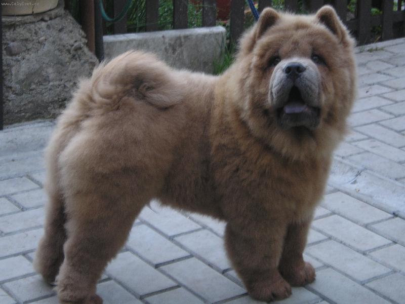 Foto: nov� posila �ampion�-Don Juan