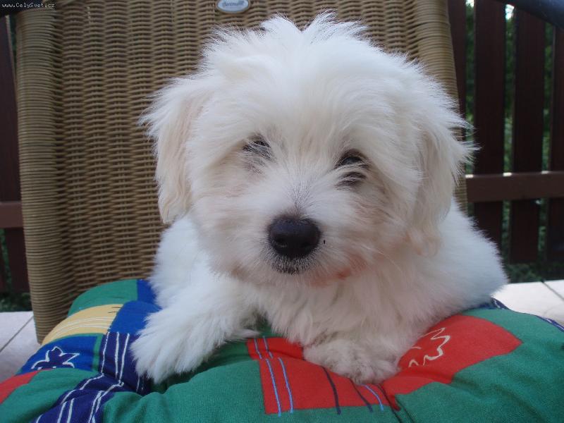 Foto: Blueberry from Cotton Home