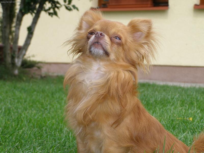 Foto: Elvis Zuzanin Raj