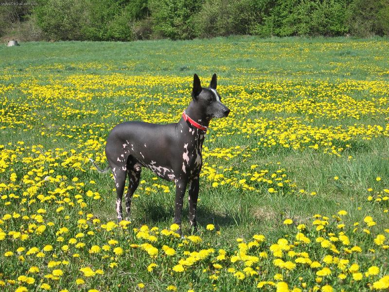 Foto: Peru�nsk� nah�� velk�-Agir z Kr�sn�ho Boti�e majitel-Barto�ov� Jana