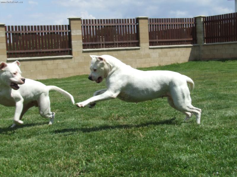 Foto: Letn� dov�d�n� - 2007-Hecla a jej� syn Alonso