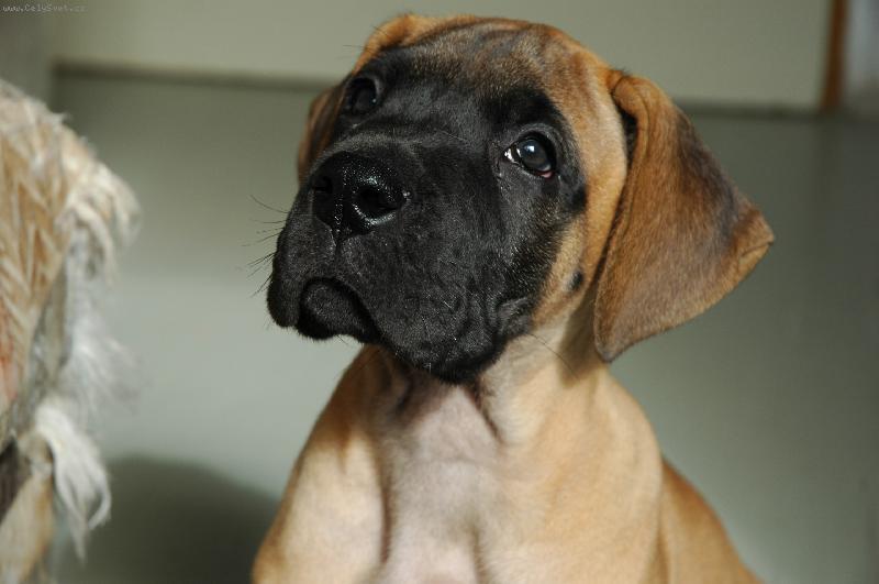 Foto: vrh B-Bentley Bisdog bohemia