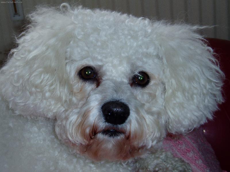 Foto: bi�onek-tak to je n� Endy