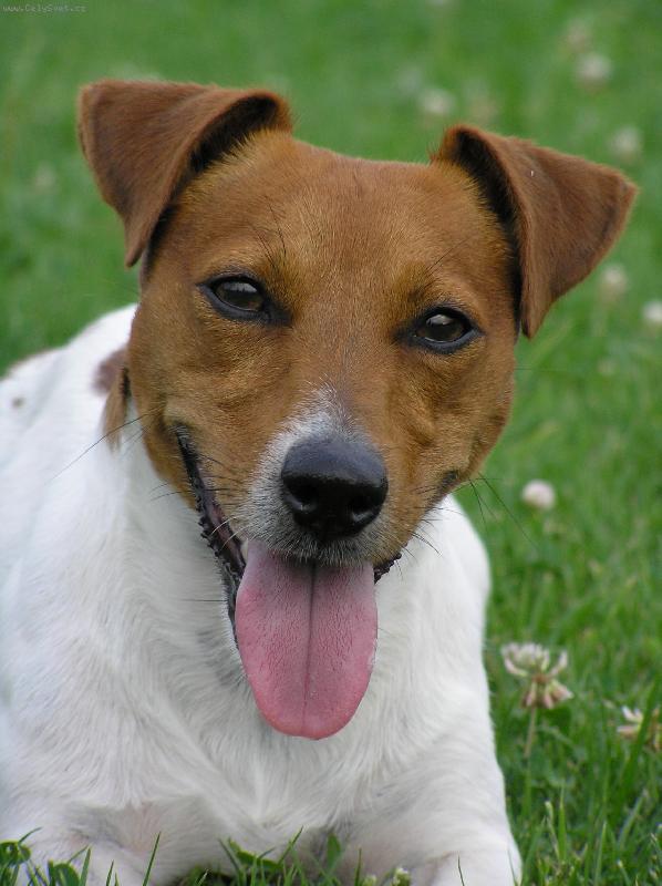 Foto: Bert�k-portr�t