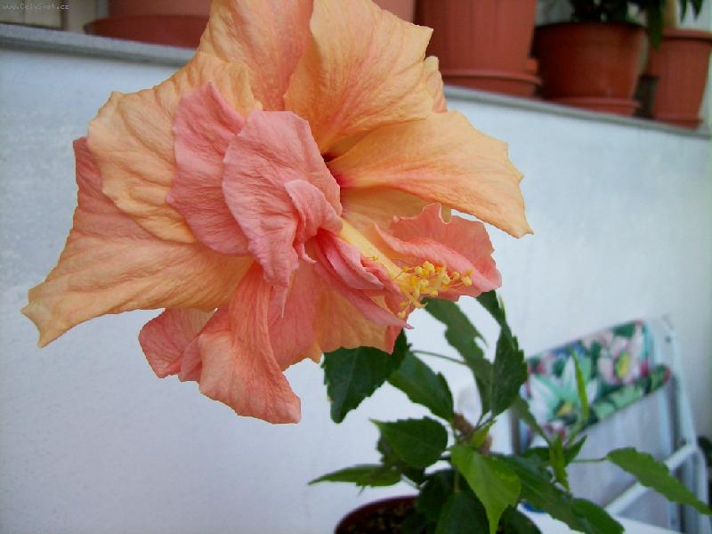 Foto: oran�ov� ibi�ek