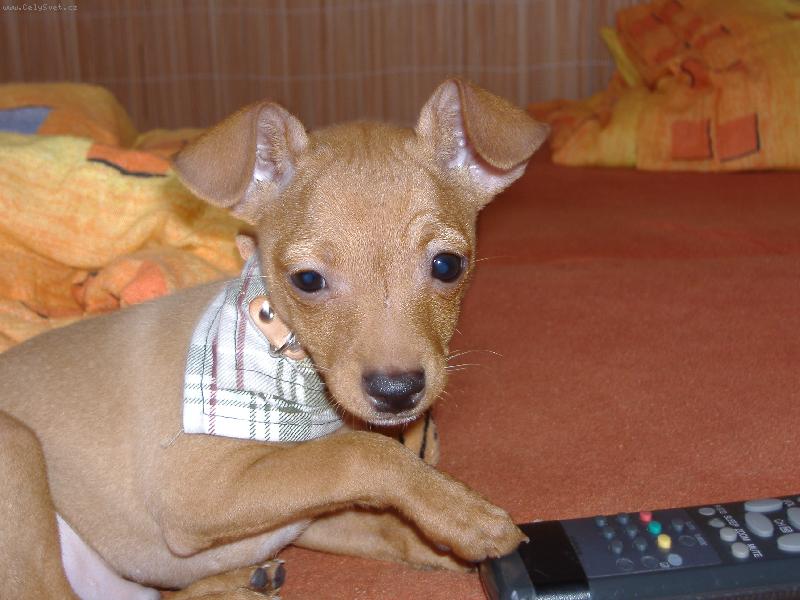 Foto: kok�n� na tv