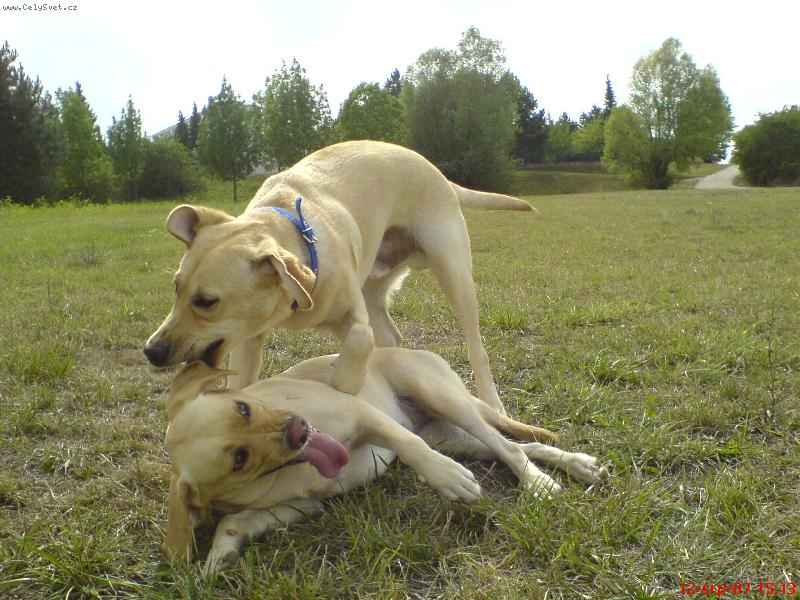 Foto: Hr�tky-B�ra a Bad�k v Bytrcu..ko�kov�n�