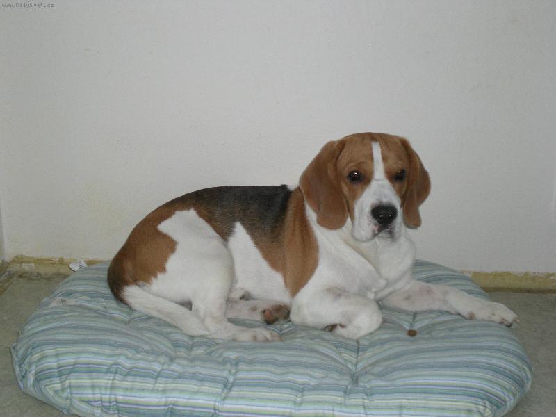 Foto: jeho nov� pel�ek