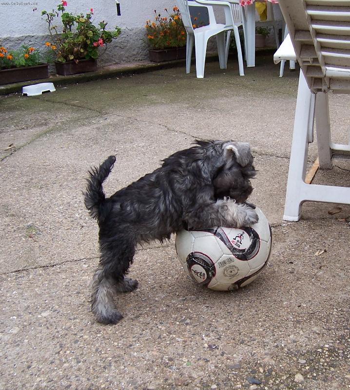 Foto: Snad ten m�� zvl�dnu-Chessie