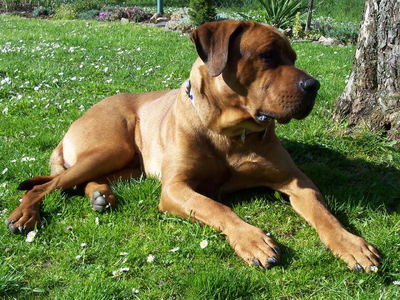 Foto: Cayroschi Diamant severu