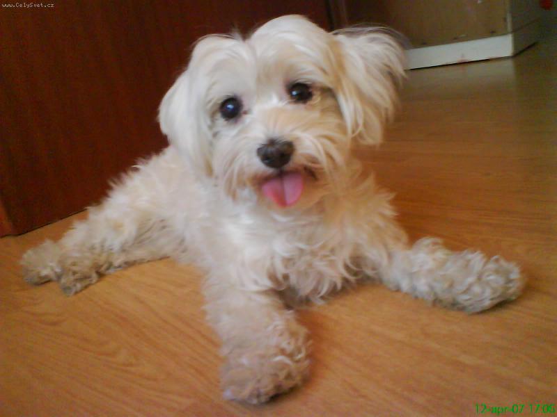 Foto: maltezsky pinch