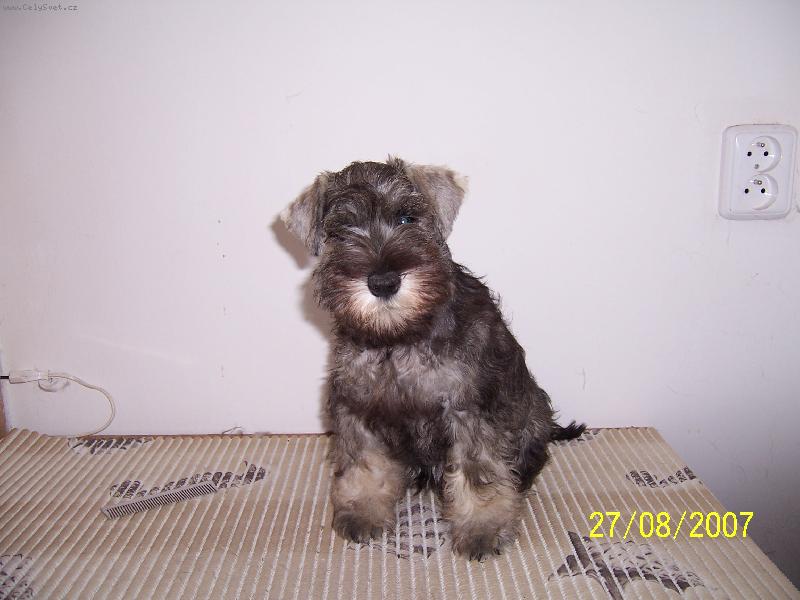 Foto: Chessie z Povod� Oharky