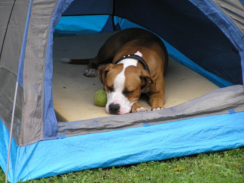 Foto: Na�e beru�ka ve stanu-Kr�sn� sny....