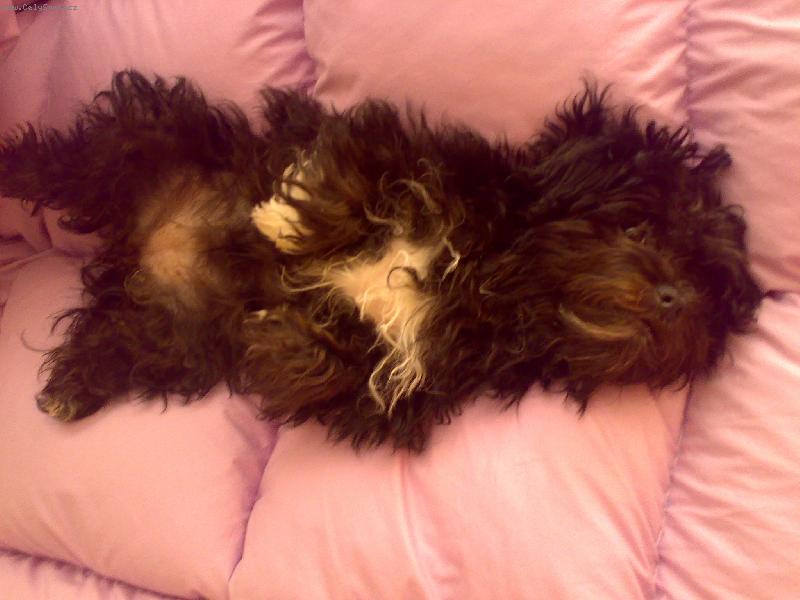 Foto: Cory-v�le�ka