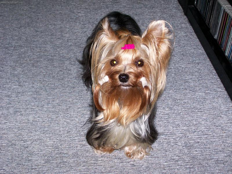 Foto: Bessynka-www.jork-bessy.estranky.cz