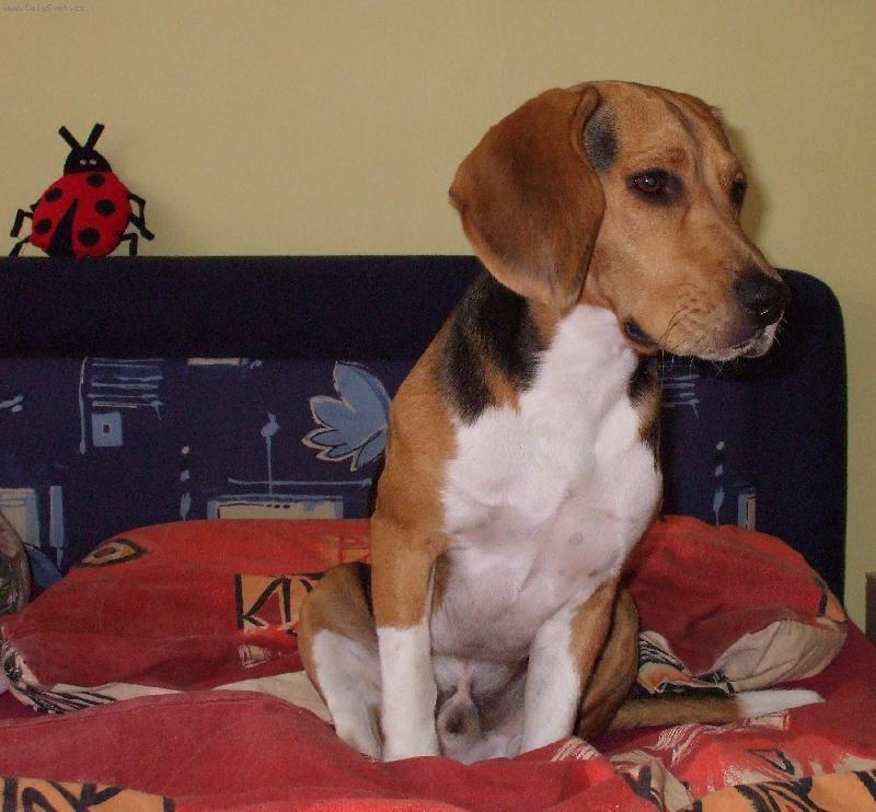 Foto: rony na posteli-to je moje kr�lovstv�