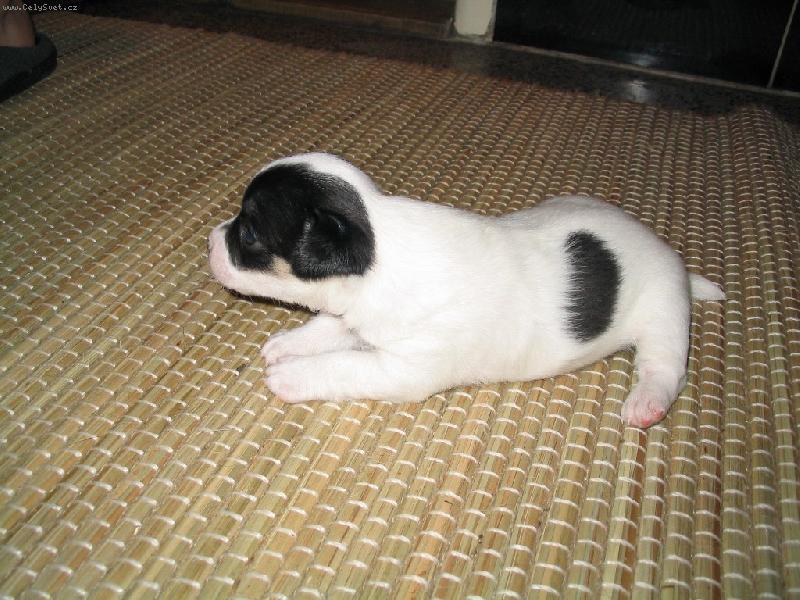 Foto: Joy�k-Jako �pln� miminko :o)