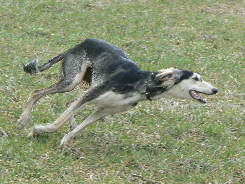 Foto: Vychrt plochodr�n�-Aischaja Yrtep