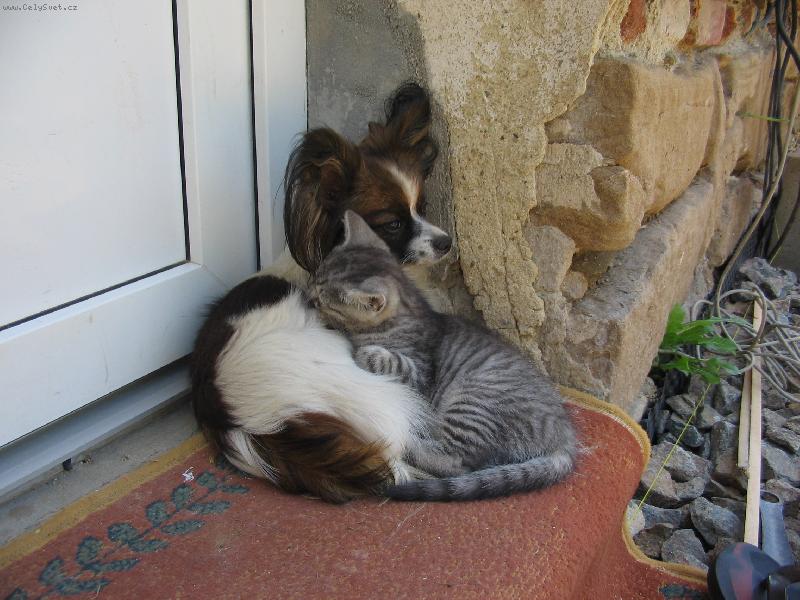 Foto: Bezdomovci!-papillon s kamar�dem.